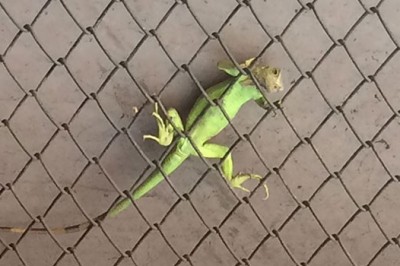 iguana Halı Sahada Günlerdir Aç Ve Susuz Kalmış