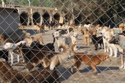 Ülkemizde Köpek Barınaklarının Hali!