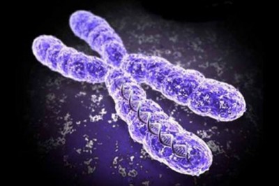 İkinci Kromozom Nedir?