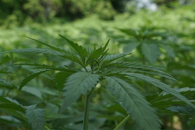 İnsanlık tarihinin en eski ham maddesi: Kenevir