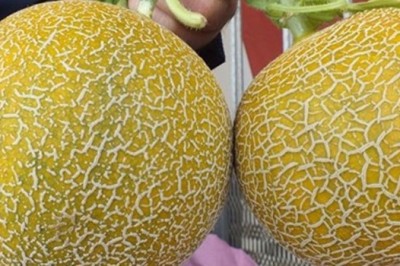 Japonya'da Kavun Şoku